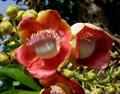 macacarecuia  ، coco sachapura  ، bala de canon  ، Boskalebas